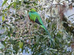 Los Quetzales National Park